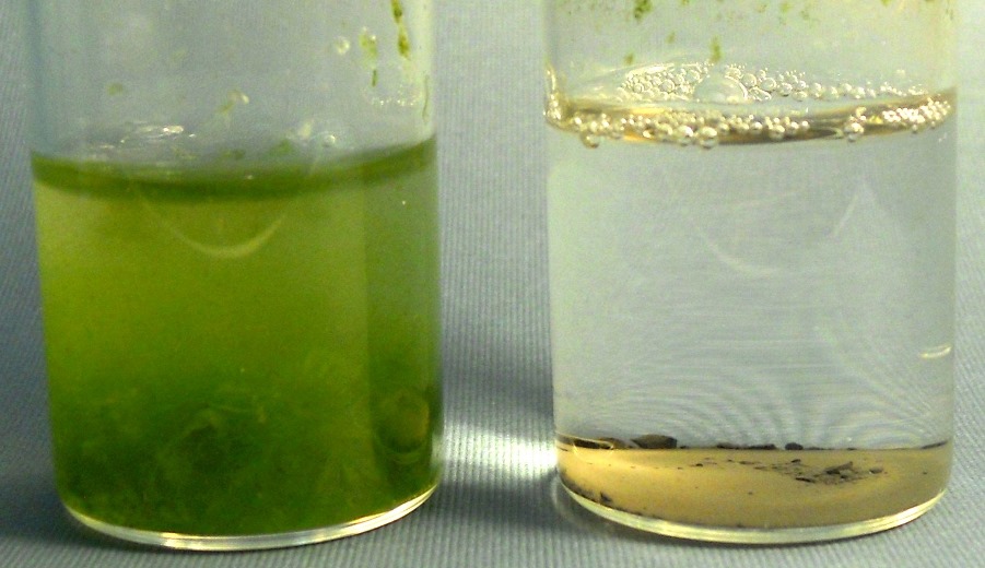 Organic Effluent (green algae) treated by Catalytic Advanced Oxidation with oxycatalyst